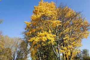 herfstseizoen . gebladerte foto