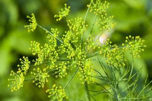 groene paraplu dille foto