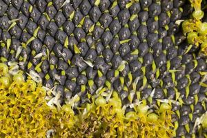 zonnebloemen bloeien in de zomer foto