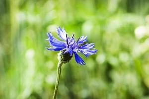 blauwe wilde bloemen korenbloemen foto