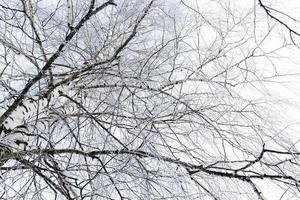 winter bomen close-up foto