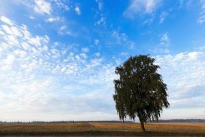 een boom in een veld foto