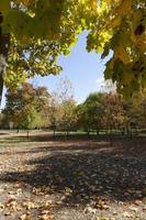 park met bomen foto