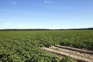 aardappelen in het veld foto