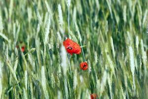 rode papaver bloemen foto