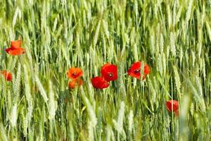 rode papaver bloemen foto