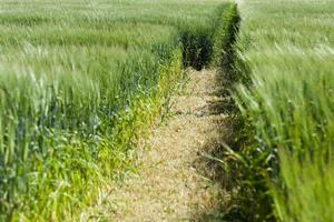 groene granen, close-up foto