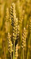 rijpe granen tarwe in het veld foto