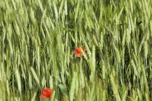 rode papaver bloemen foto