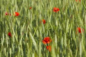 papaver in het veld foto