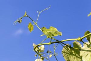 groene druiven, close-up foto