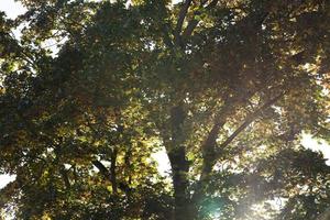 herfstgebladerte, close-up foto