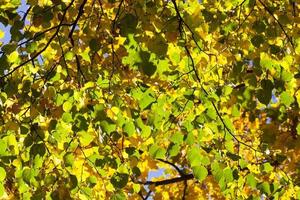 lindeboom in de herfst foto