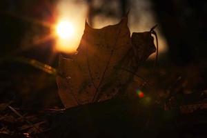 zonsondergang, herfst, close-up foto