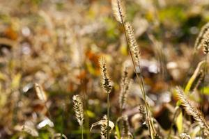 gras herfst, close-up foto