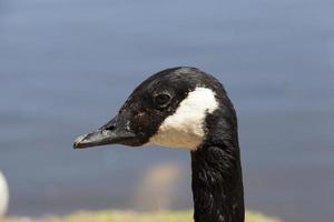 hoofd eend, close-up foto