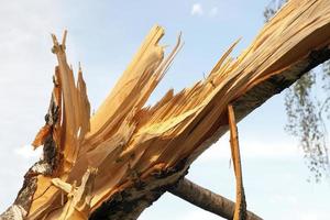 gebroken berkenbomen foto