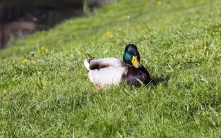 wilde eend, close-up foto