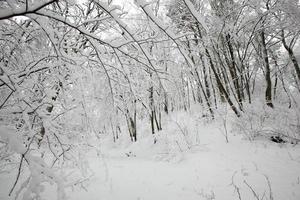 winterpark met bomen zonder gebladerte foto