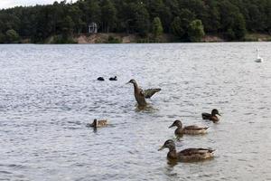 wilde natuur met watervogeleenden foto