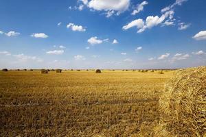 veld na de oogst. foto