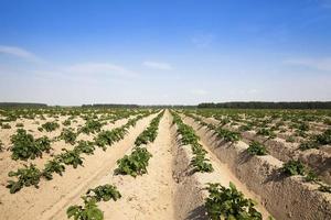 aardappelen in het veld foto