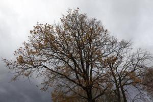 geel en oranje gebladerte aan bomen in de herfst foto