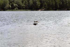 wilde eenden in de natuurlijke omgeving foto