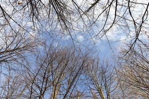 berkenbomen in de herfst foto