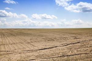 landbouwgebied met maïs foto