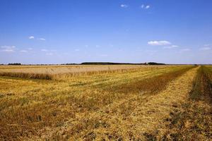 landbouw tijdens de oogst foto