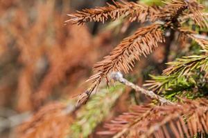 gedroogde spar, close-up foto