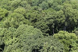 bomen bedekt met groen blad in de zomer foto