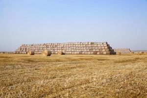 graan landbouw veld foto