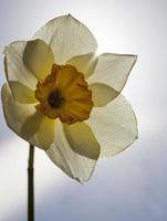 gele narcis in het lenteseizoen foto