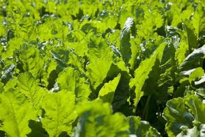 groene biet voor suikerproductie in de landbouw foto