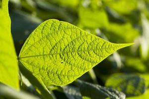 groen blad van aspergebonen in het veld foto