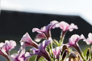 petunia's in de lente foto