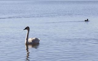 mooie watervogelszwaan op het meer in de lente foto