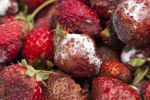 beschimmelde rottende rode aardbeien close-up foto