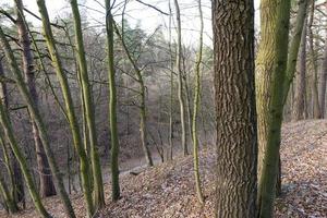 bomen zonder bladeren in het herfstbos foto