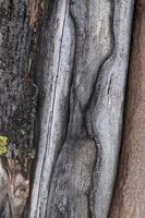 split in de stam van een boom close-up foto