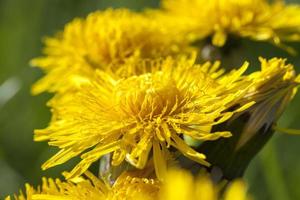 gele paardebloemen in de lente foto