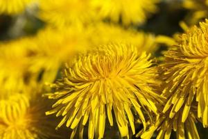 gele paardebloemen in de lente foto