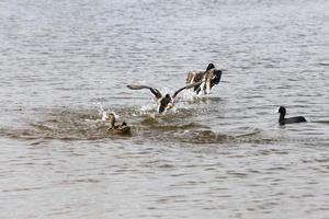 grondgebied van meren en rivieren foto