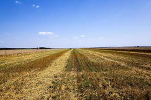 een landbouwveld oogsten foto