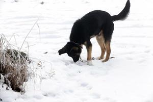 een eenzame kleine hond in het winterseizoen foto