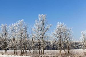 winterlandschap, bomen foto