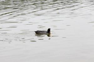 natuurlijke omgeving voor wilde vogels, close-up foto