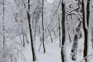 volledig bedekt met sneeuw loofbomen in de winter foto